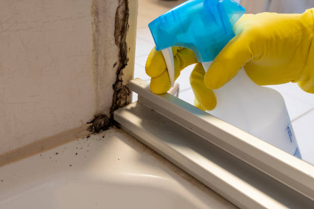 Best Basement Mold Removal  in Berkley, CO